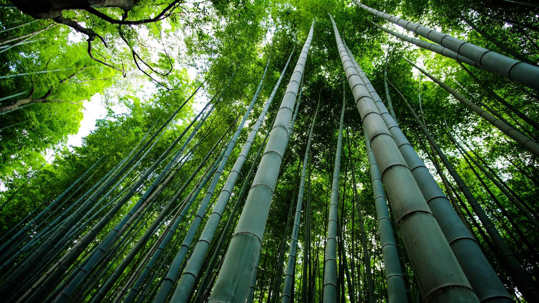 energy, bamboo