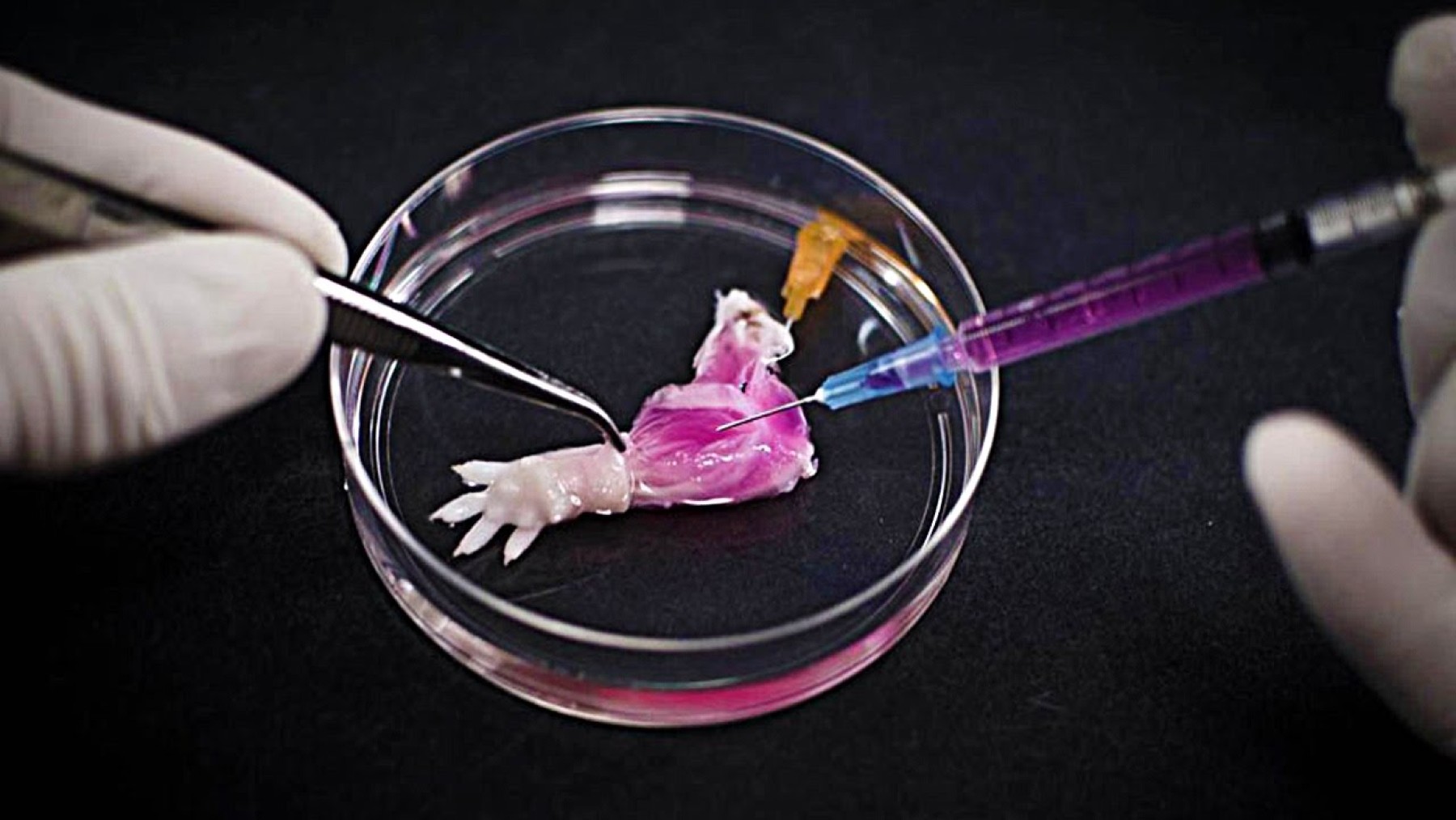 creating life, microscopic