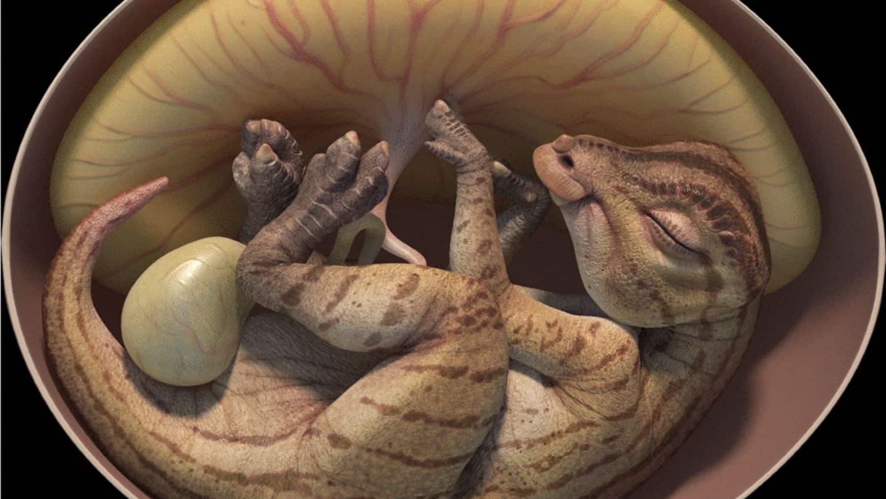 dinosaur embryo