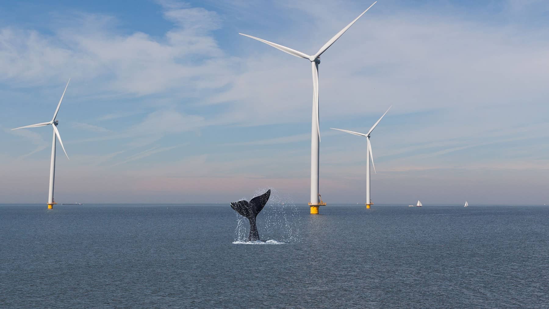 side effect whales strange