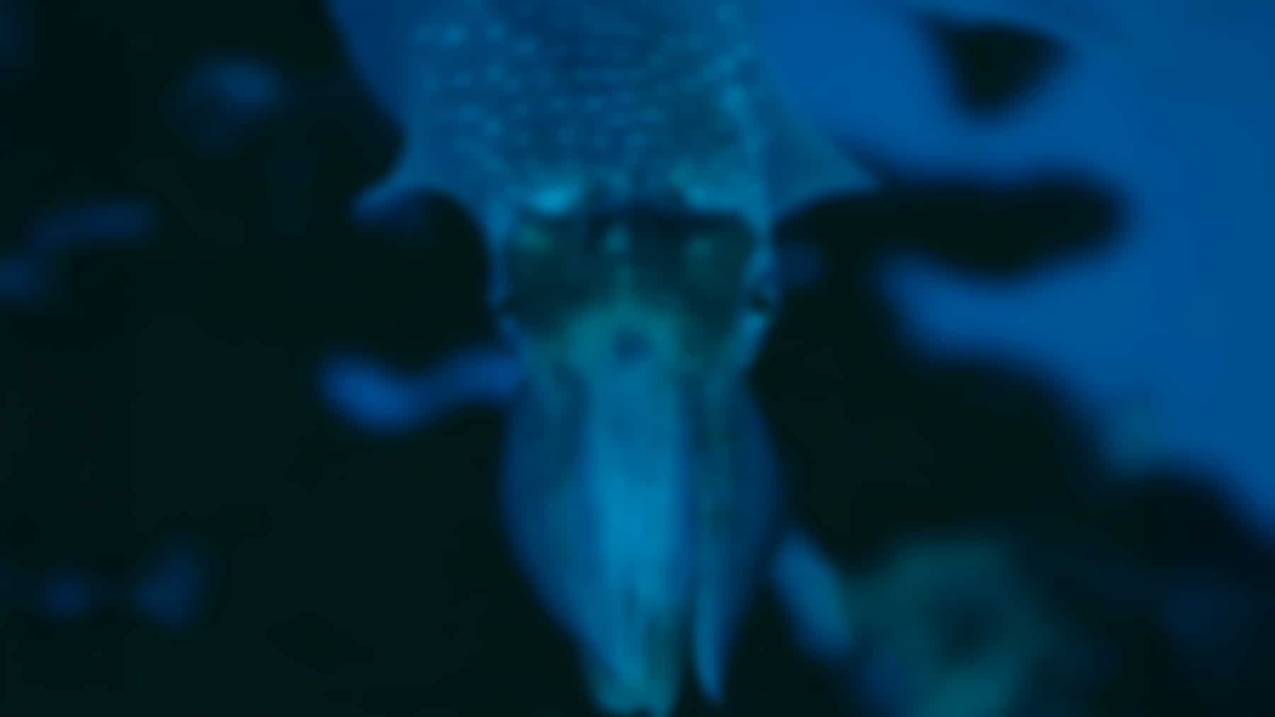 a mystery cube night: the eerie creature