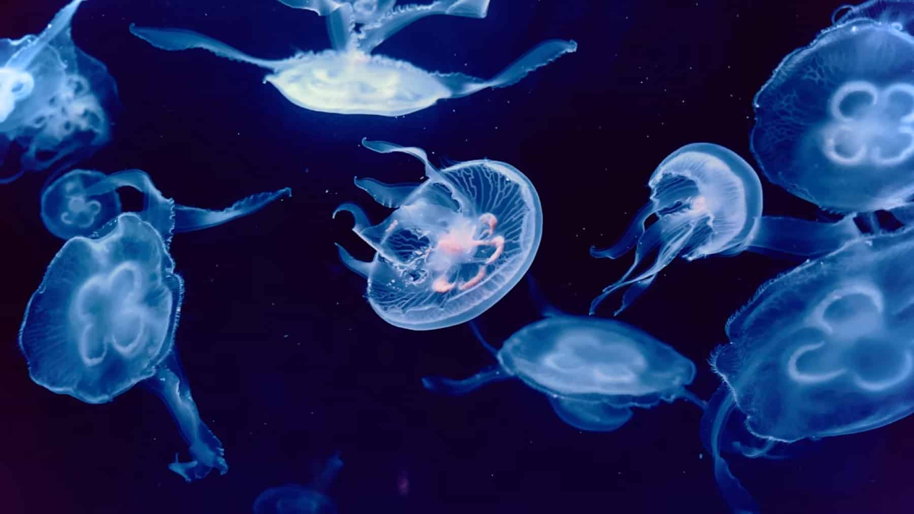 jellyfish swarm