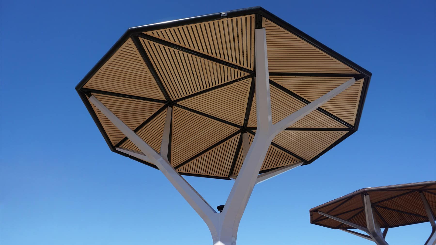 Milwaukee solar trees, Ecacia
