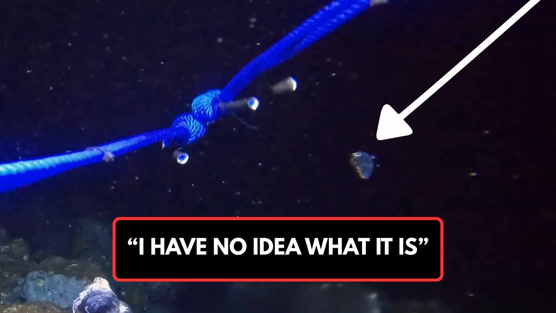 Underwater camera at 200 m in the Bali Sea: a small unidentified animal appears next to the cable and spotlights.