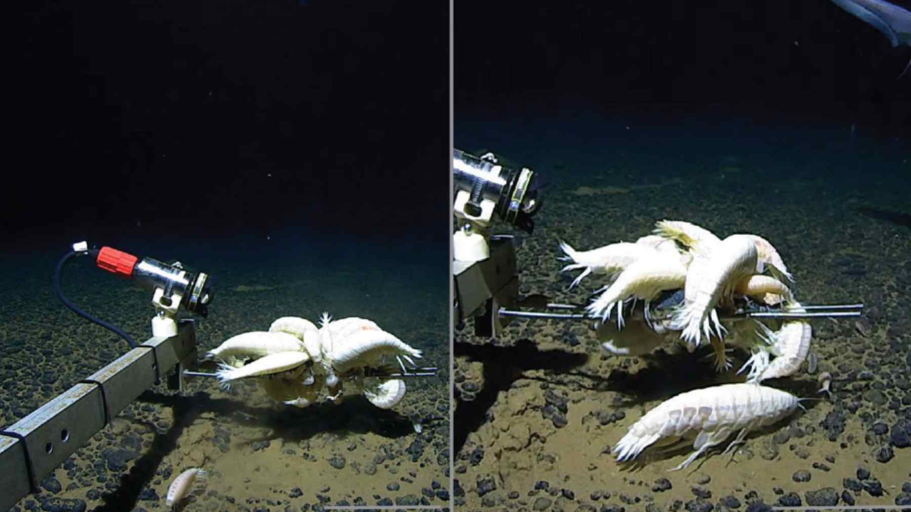 What appeared to be a lone survivor from the abyss turns out to be one of the most widespread creatures on the planet, only no one had noticed it