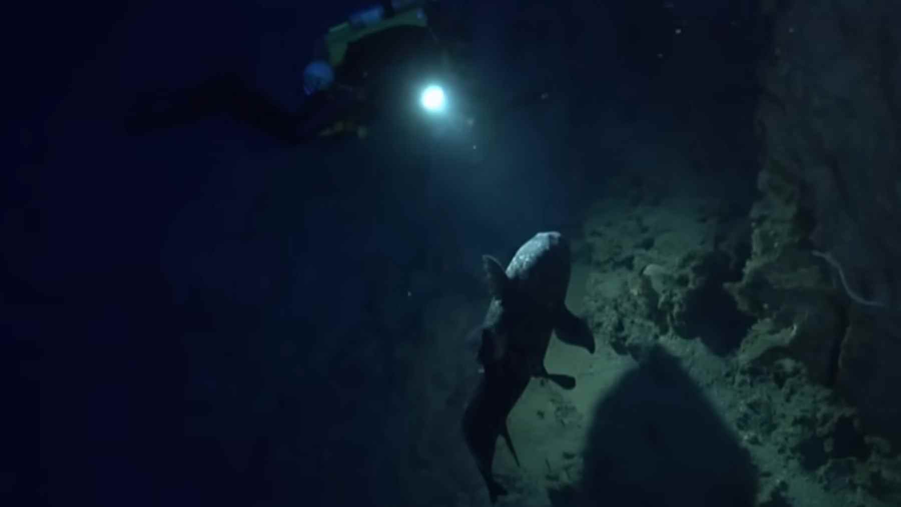Deep-sea submersible shines a light on a coelacanth swimming above a rocky seafloor.