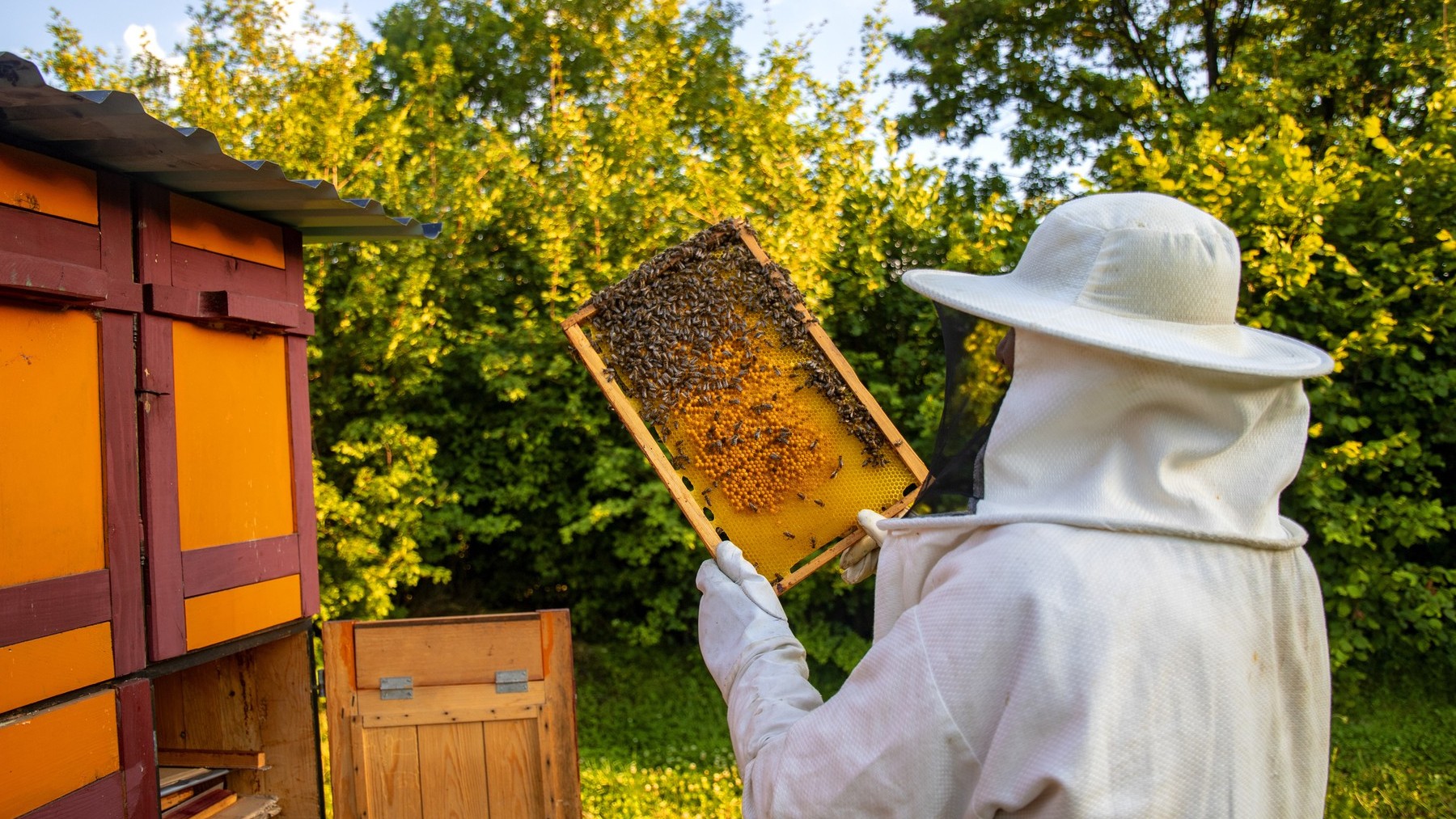 coches de lujo, Bentley, Bentley miel