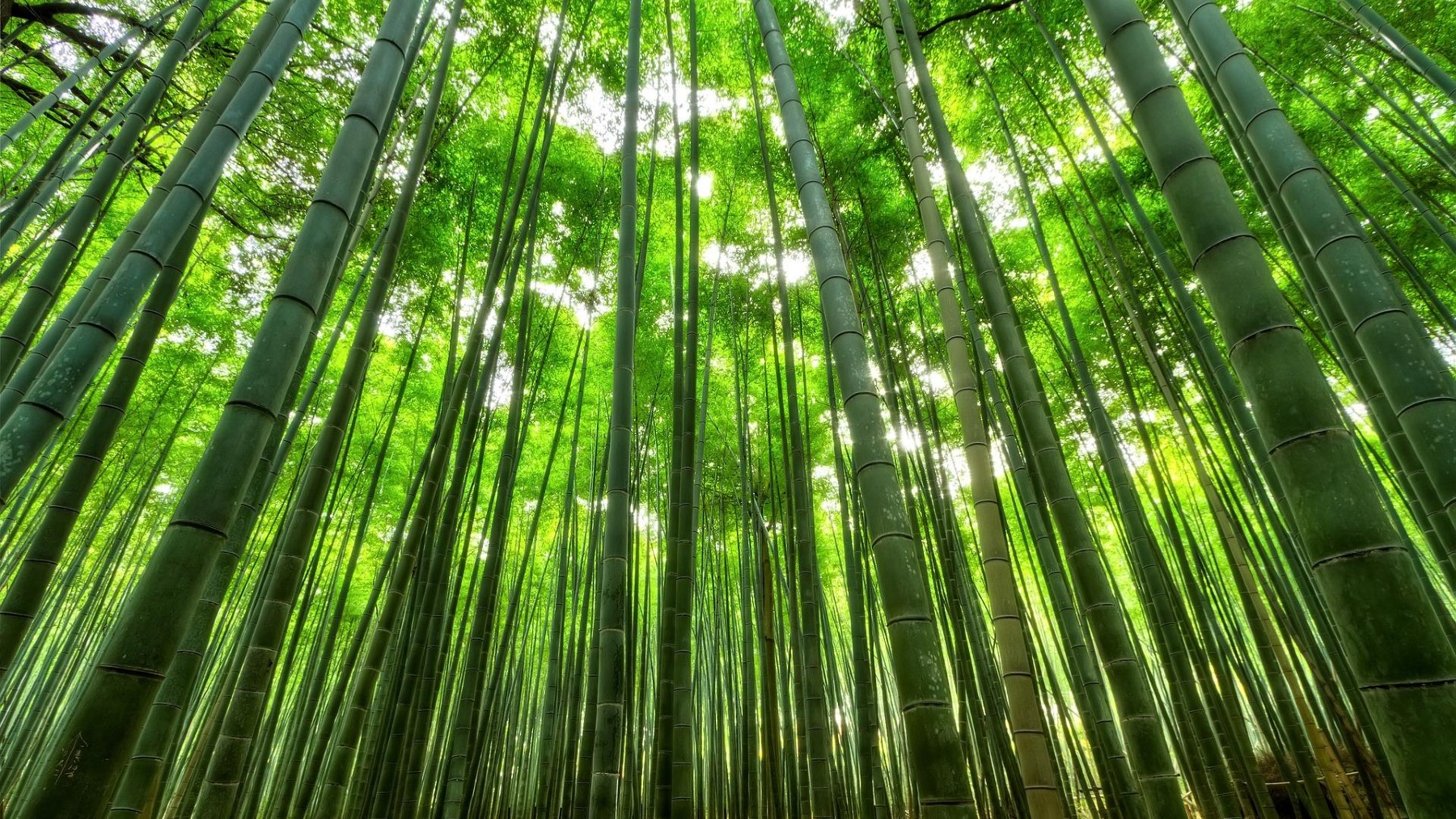 bambú, planta más ecológica