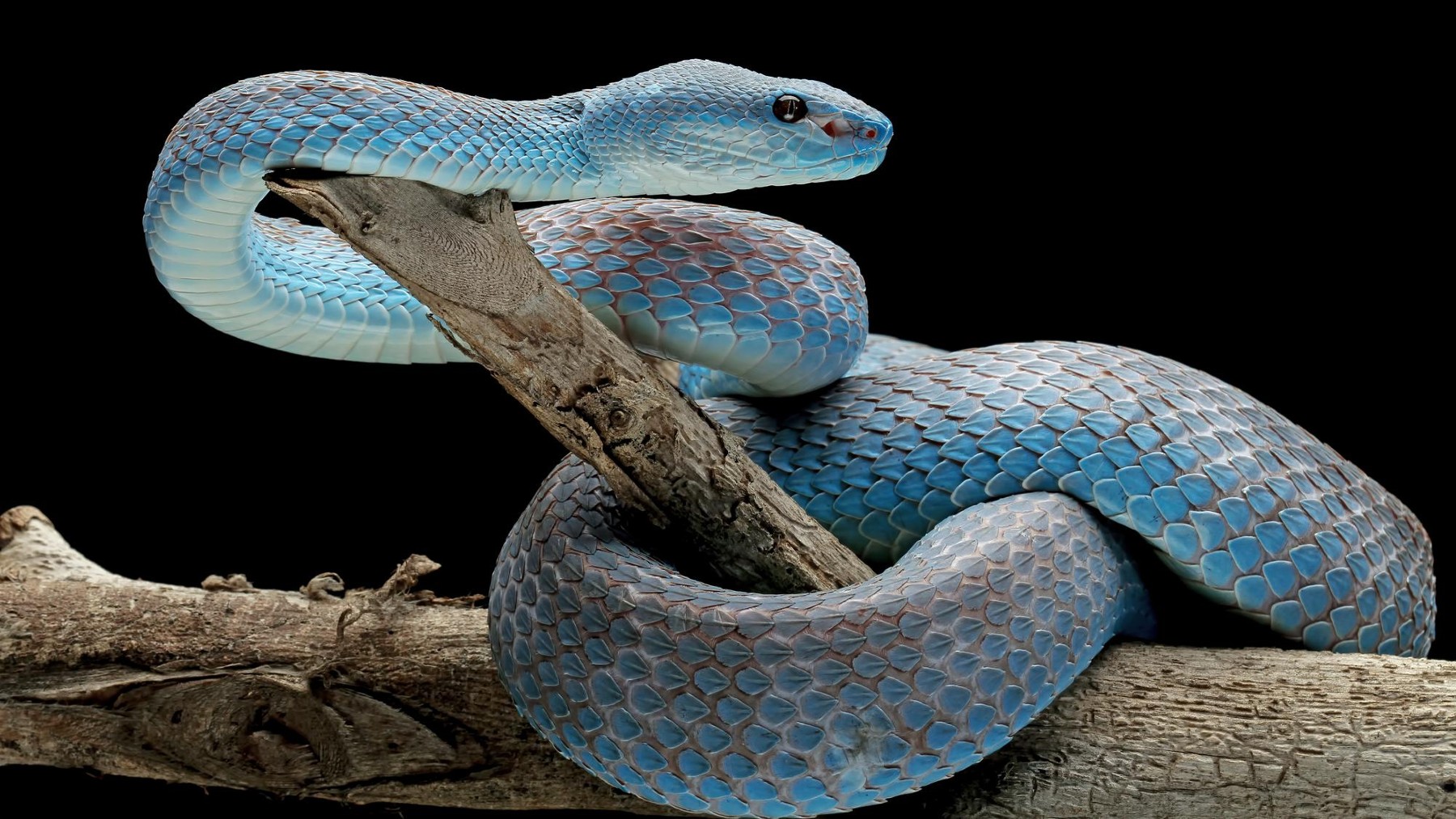 cambio climático serpientes