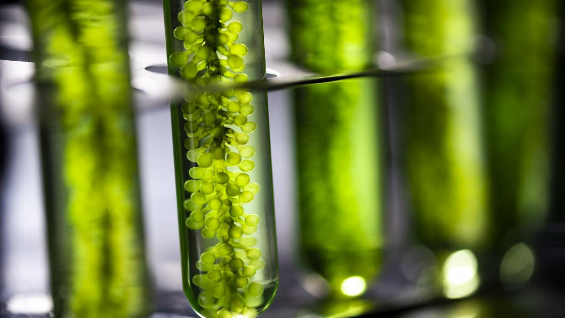 fuente de energía, algas