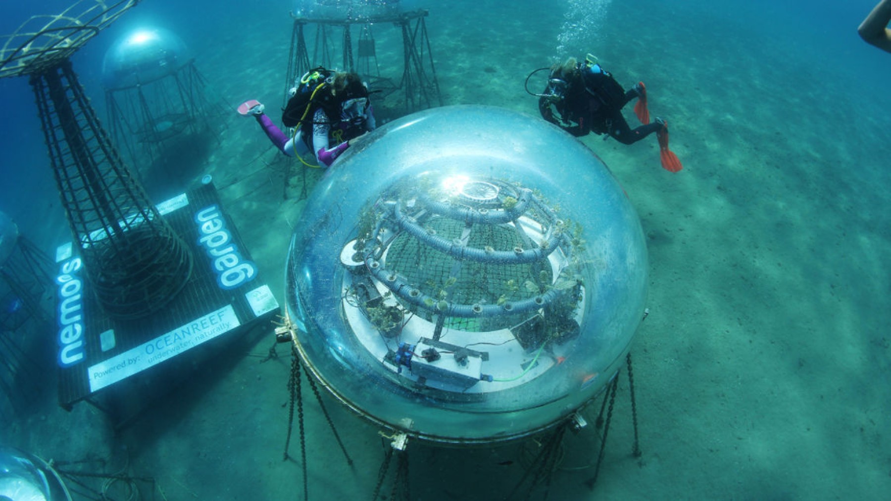 mar, granja de pulpos en Canarias