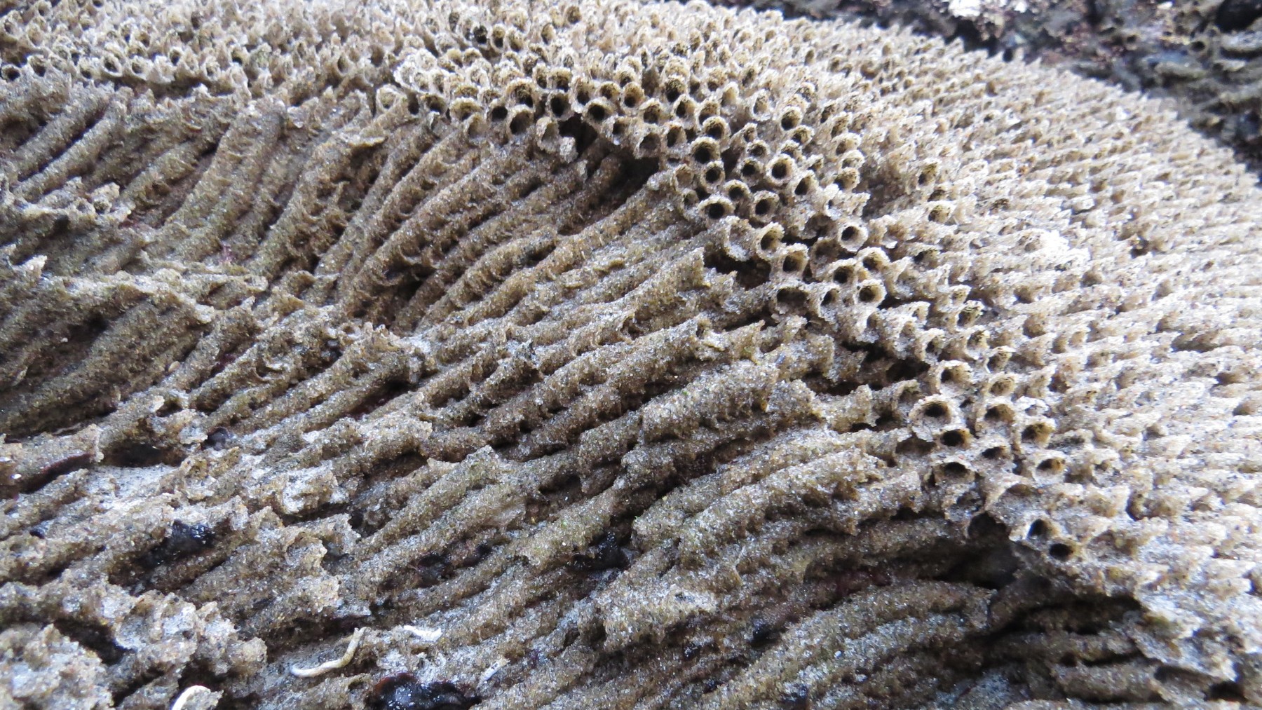 La clave para la fabricación de material de construcción sustentable. un arrecife