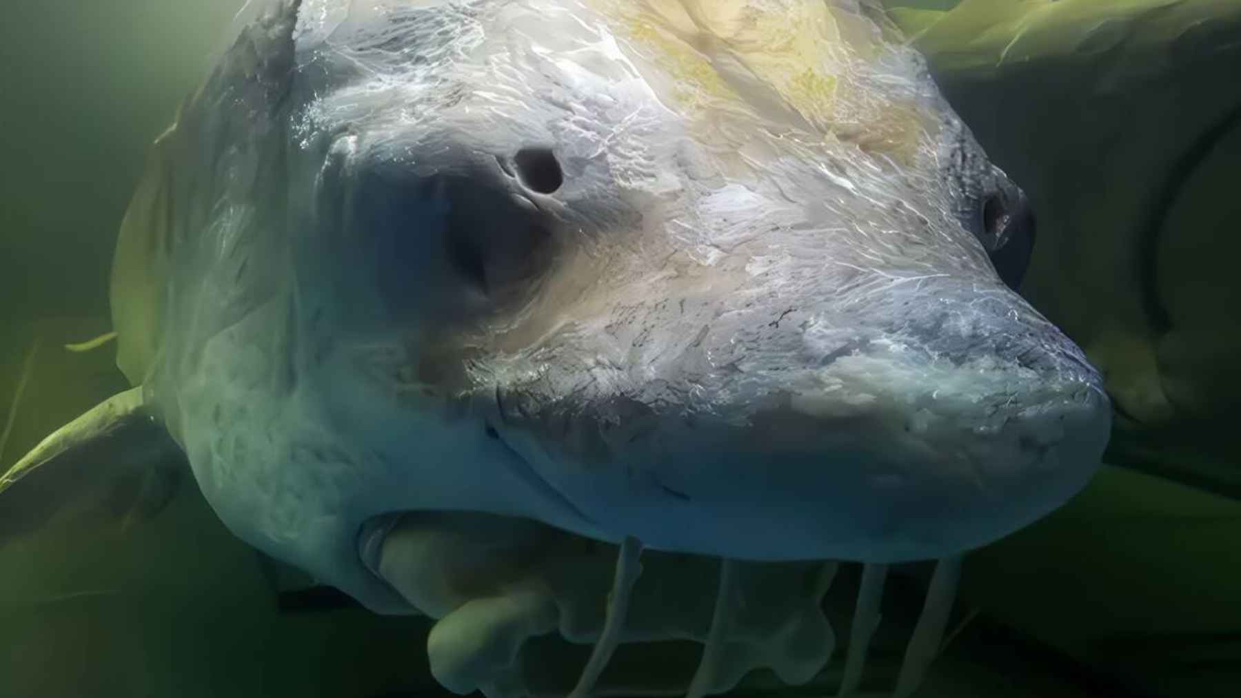 Dinosaurio recreado mediante experimento científico nadando en un arroyo de Nueva York