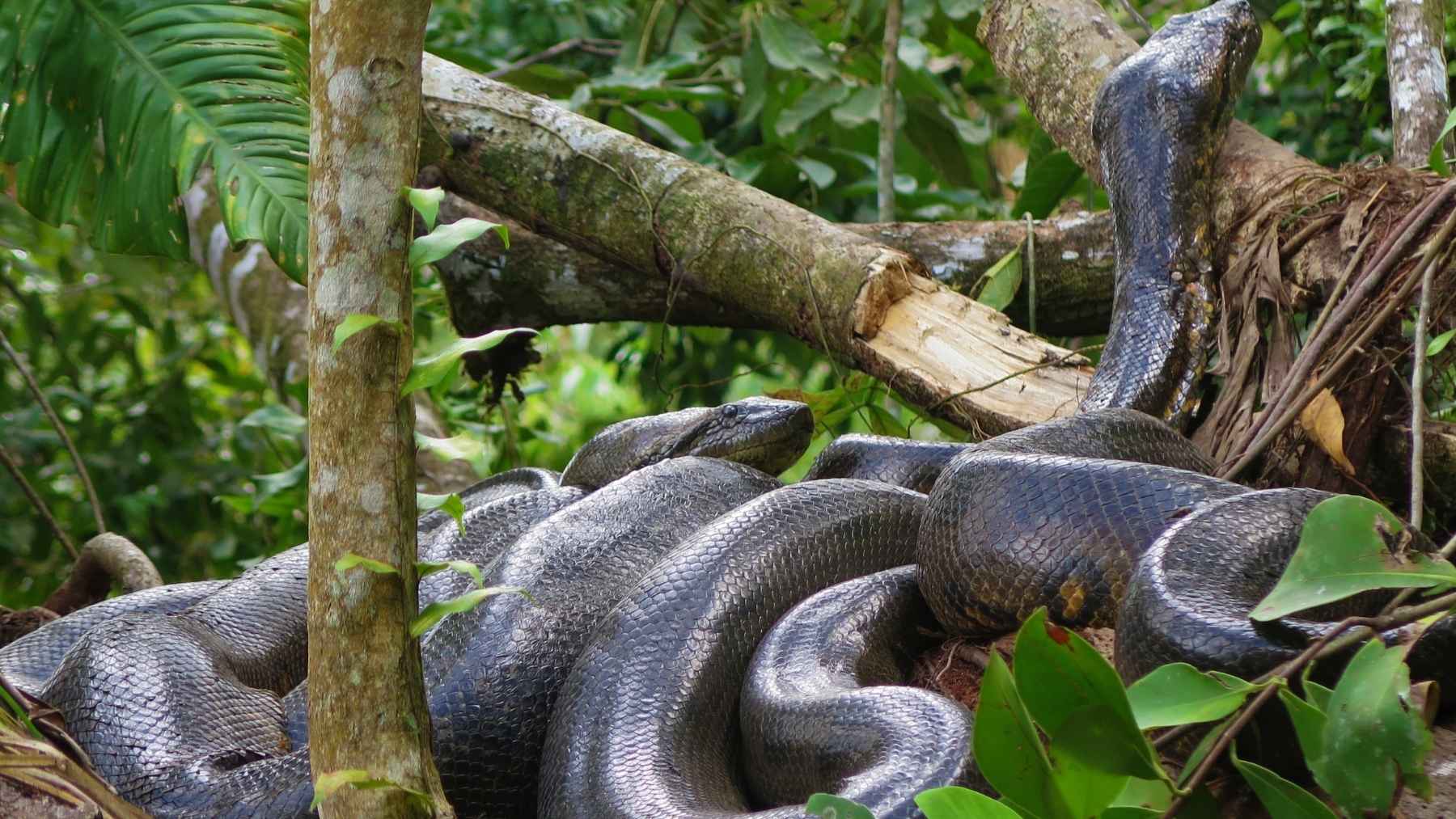 Analizan 183 fósiles y descubren que las anacondas llevan 12 millones de años desafiando su destino biológico: "Es un resultado sorprendente"