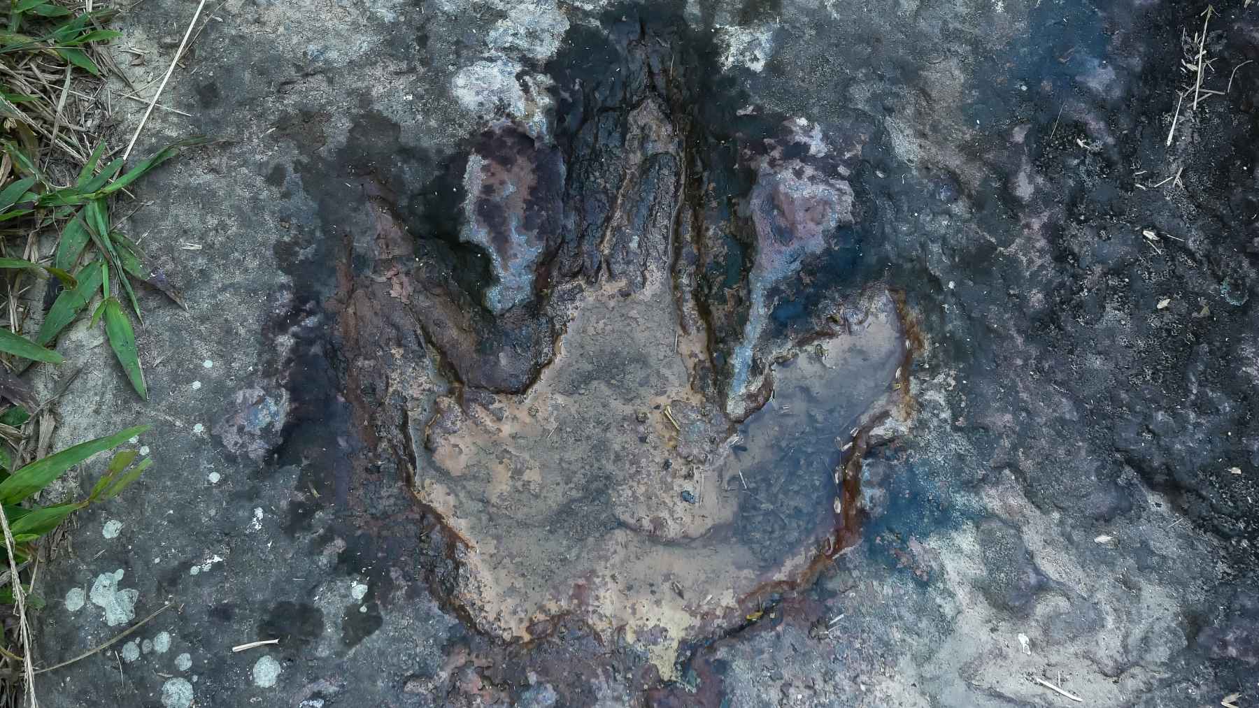 Huellas fósiles de dinosaurios descubiertas en la cuenca del Tacutu, en Roraima, Amazonia brasileña
