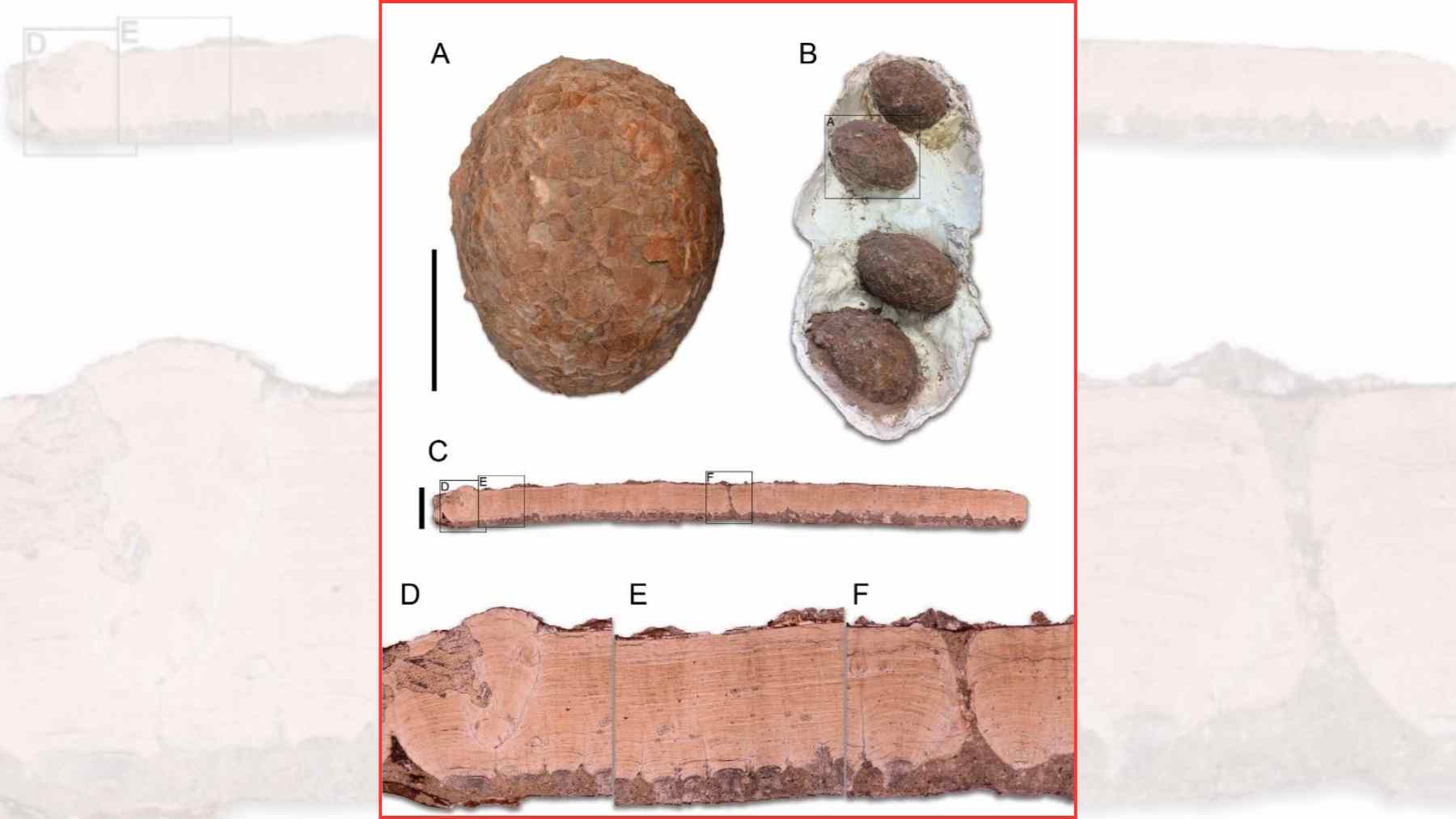 Aparecen en Guadalajara unos huevos de dinosaurio tan raros que casi no existen en el mundo