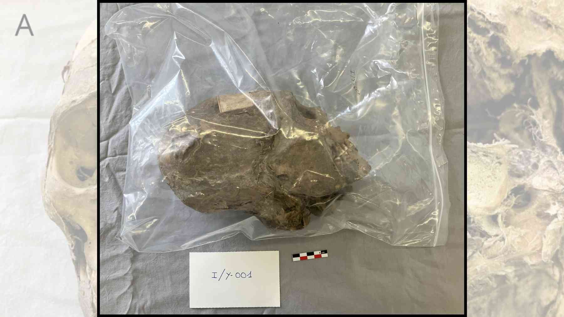 Cabeza momificada Y-001 en el museo de Lausana, reidentificada como aimara tras un estudio con tomografía