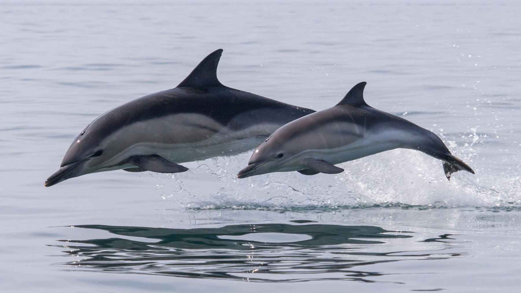 Dos delfines saltando sobre el agua en mar abierto