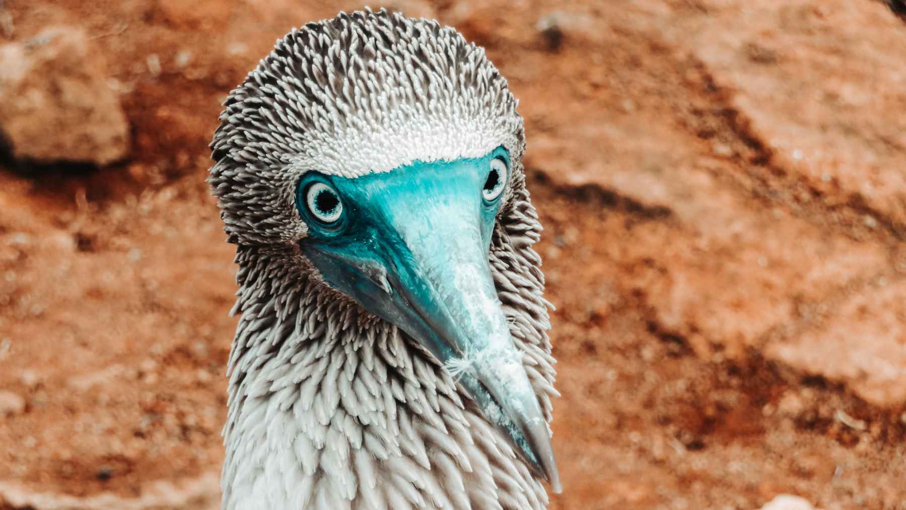 Primer plano de un ave marina con pico azul turquesa sobre fondo rocoso