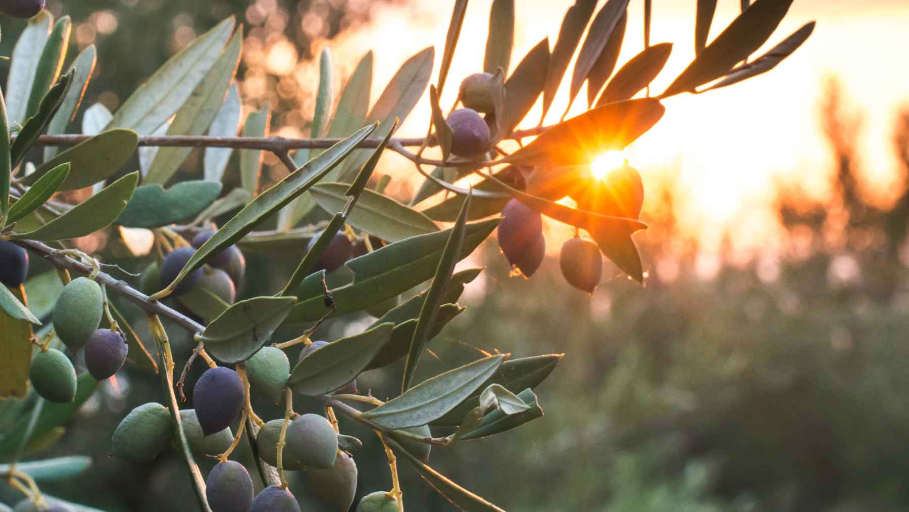 Rama de olivo con aceitunas verdes y moradas a contraluz durante el atardecer