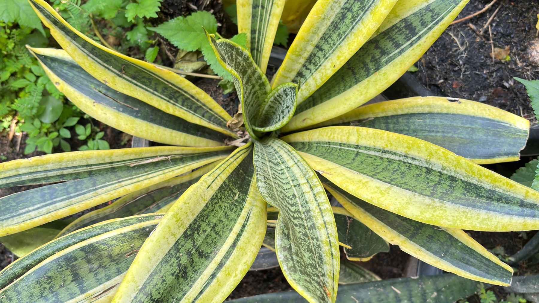 Lengua de suegra (Sansevieria) de hojas verdes y amarillas vista desde arriba